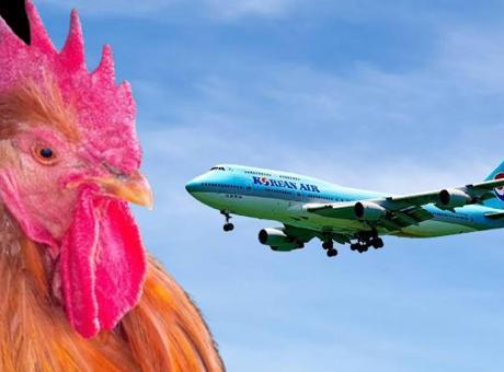 KoreanAir, ABD'den Filipinler'e Horoz Taşımacılığını Durdurdu: Hayvan Hakları Aktivistleri Kazandı
