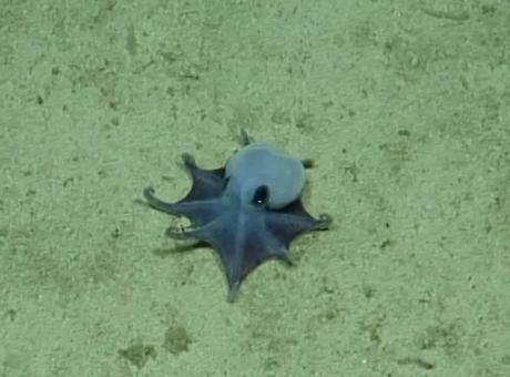 Galápagos Adaları'nda Keşfedilen Yeni Ahtapot Türü Uzaylıya Benzetildi