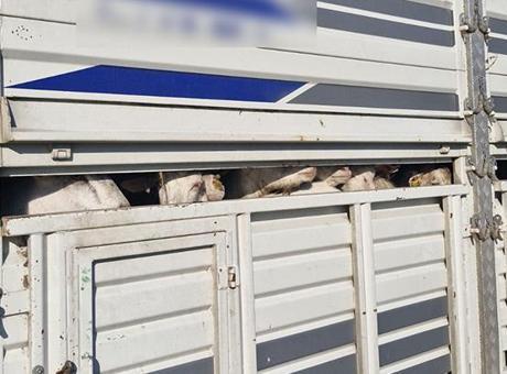 İstanbul'da Kaçak Kurbanlık Taşımacılığına Yoğun Denetim: 626 Bin Lira Ceza Kesildi