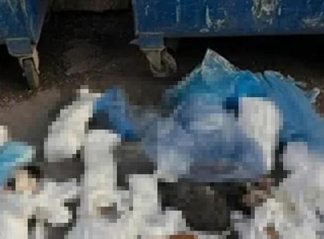 İzmir'de 33 Kedi Vahşeti: Veteriner Hekim Tutuklandı