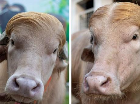 Sosyal Medyanın Kahramanı: 'Trump' Lakaplı Albino Manda Kesilmekten Kurtarıldı