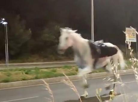 Roma Sokaklarında Kaos! Cumhuriyet Bayramı Hazırlıkları Sırasında Süvari Atları Kaçtı