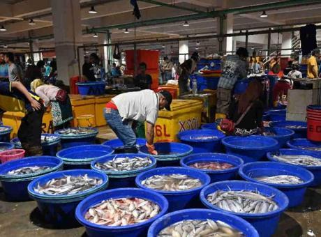 Rusya'dan Ermenistan'a Balık İthalatına Yönelik Sertifikasyon Durdurma Kararı