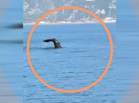 Samandağ'da Dalgıçların Sürpriz Karşılaşması: Balina Görüntülendi