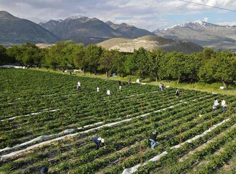 Erzincan'da Çilek Bahçesi ile Yeni Tarım Deneyimi: 'Yediğin Senin, Topladığın Benim'