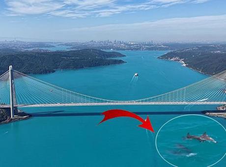 İstanbul Boğazı'nda Turkuaz Sükunet: Yunusların Dansı