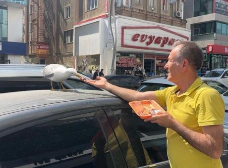 Pamuk Martı: Gebze'de Esnafın Maskotu Haline Geldi