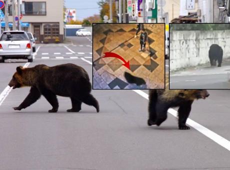 Japonya'da Ayı Alarmı: 94 Okul Kapatıldı