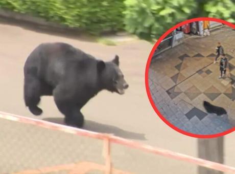 Utsunomiya'da Sokaklarda Dolaşan Ayı Yakalandı: Eğitim 94 Okulda Durdu