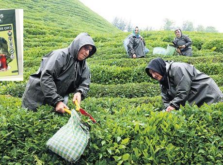 Migros ve Rize İş Birliğiyle Çay Kalitesinde Devrim: İyi Tarım Uygulamalarıyla Sürdürülebilirlik Sağlanıyor