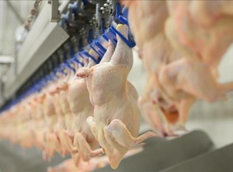 Beyaz Et Sektörüne Operasyon: 13 Şirkete Denetim Kayyumu Atandı
