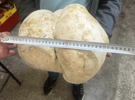 Isparta'da Hobi Bahçesinde 3 Kilo 470 Gramlık Dev Mantar Bulundu