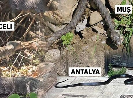 Türkiye'de Yılan Paniği: Uzmanlar Tehlikeleri ve Önlemleri Açıkladı
