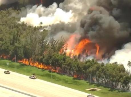 Florida'da Orman Yangınları: 2 Bin Hektar Alan Kül Oldu