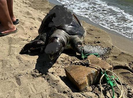 Pamucak Sahili'nde Deniz Kaplumbağasının İnsanlık Dışı Ölümü Şok Doldurdu
