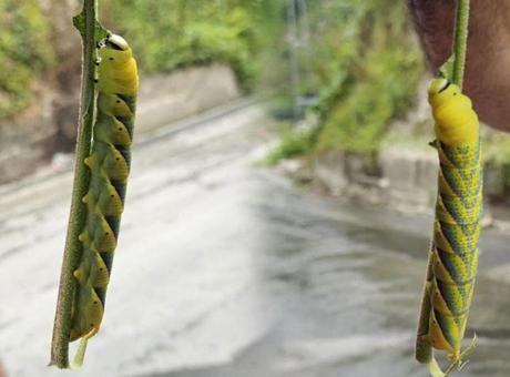 Rize'de ortaya çıkan dev tırtıl panik yarattı! Uzunluğunu gören şoke oldu