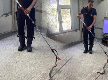 Şoke eden anlar! Metrelerce uzunluktaki yılan eve girdi