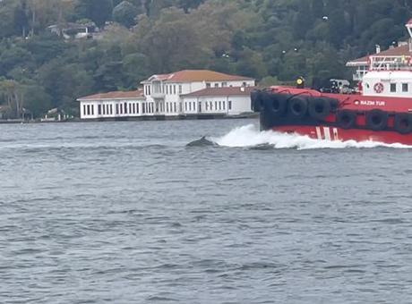 İstanbul Boğazı'nda büyük sürpriz! Kıyıdan kaydettiler