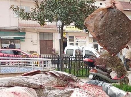 Yasa Dışı Avcılığa Karşı Mücadele: 1,8 Ton Kalkan Balığına El Konuldu