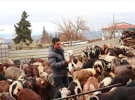 Deprem Mağduru Besici, Devlet Desteğiyle Hayvan Sayısını İki Katına Çıkardı