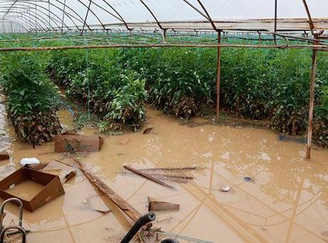 Antalya'daki Hortum ve Yağışların Tarımsal Zararı: 6 Bin Dönüm Etkilendi