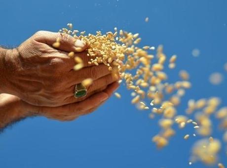 Türkiye'nin Hububat, Bakliyat ve Yağlı Tohumlar İhracatı 1 Milyar Dolara Yaklaşıyor