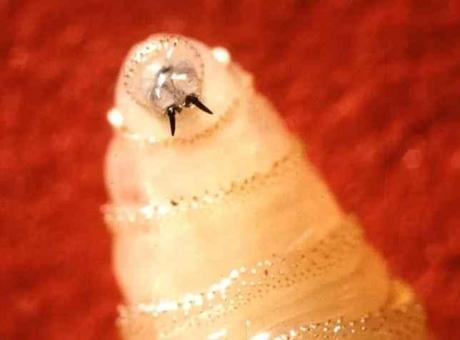 Yeni Dünya Vida Kurdu: İnsan ve Hayvan Sağlığını Tehdit Eden Parazit