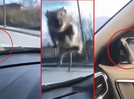 Başakşehir'de İlginç Olay: Yolda Seyreden Araca Fare Atlarken Görüntülendi