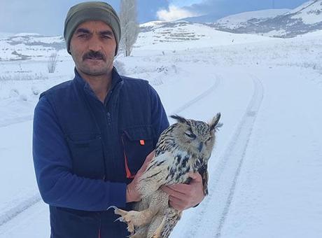 Bayburt'ta Yaralı Sanılan Puhu Kuşunda Kuduz Teşhisi: Şok Edici Sonuç