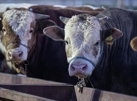 Et ve Süt Kurumu'ndan Besilik Hayvan Teslimat Süreçlerine Dair Açıklama