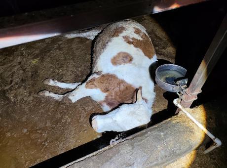 Elektrik Kaçağı İle İlgili Korkunç Olay: 8 Büyükbaş Hayvan Telef Oldu