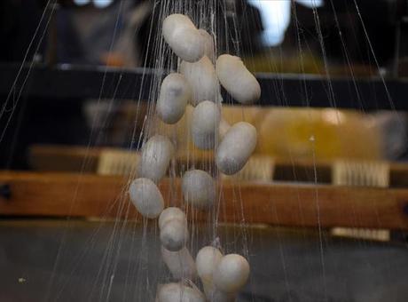 İpekböcekçiliği Sektöründe Koza Üretiminde Rekor Artış