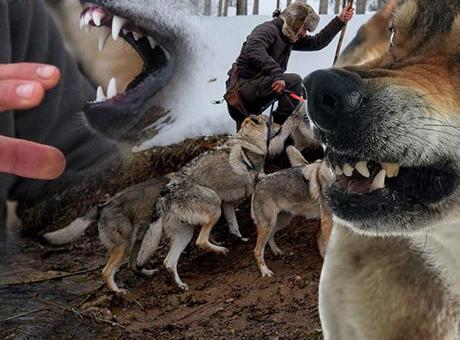 Doğanın Kollarında Bir Yaşam: Sivas'ta Sıfır Derecede Kurt Adam Beysun