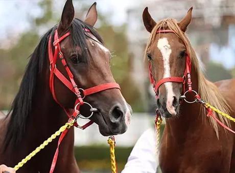 TİGEM'den Yarış Atları Kayıp İddialarına Yanıt: Doğru Değil