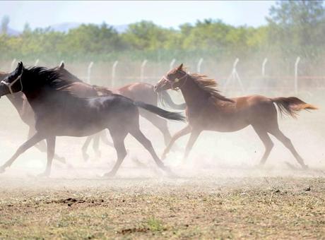 TİGEM'den Yarış Atları Kayıp İddialarına Yanıt: Gerçek Ortaya Çıkarıldı