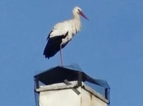 Baharın Müjdecisi Leylekler Ardahan'a Erken Geldi
