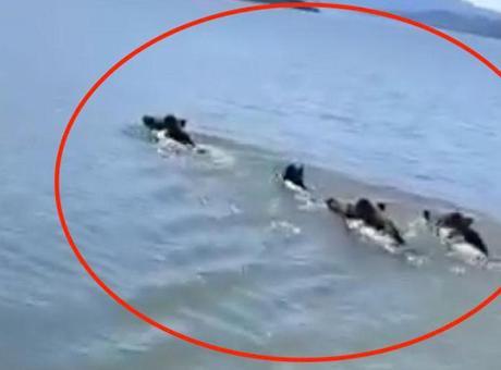 Balıkçı Kralkızı Barajı’nda Domuz Sürüsüne Şahit Oldu