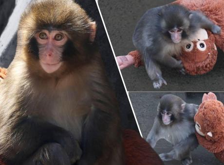 Tokyo'daki Hayvanat Bahçesinde Yavru Maymun Punch'ın Duygusal Yolculuğu