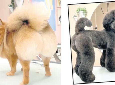 Köpeklerde Brezilya Poposu Modası: Rago'nun Yenilikçi Yöntemi