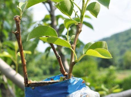 Şırnak'ta Çiftçilere 25.200 Meyve Fidanı Dağıtıldı