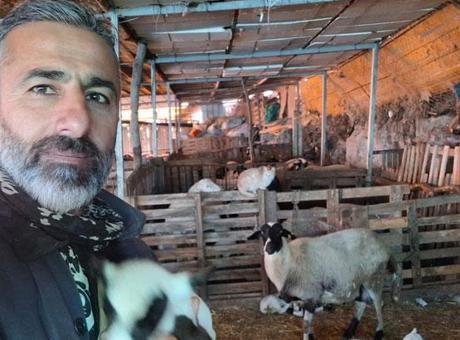 Koyun Yetiştiriciliğinde Büyük Başarı: 4 Koyundan 600'e Ulaştılar