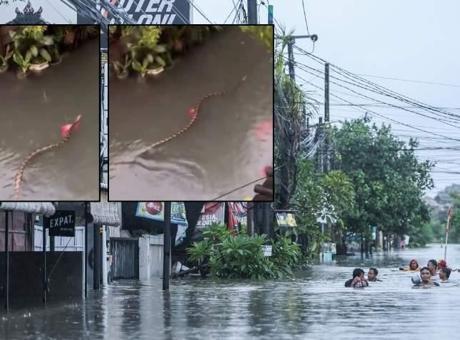 Bali'de Şiddetli Yağışlar Sel Baskınlarına Neden Oldu, Devasa Yılan Görüntülendi
