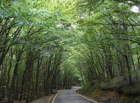 21 İl İçin Orman Sınırları Dışına Çıkarma Kararı Alındı