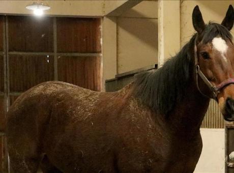 TMSF, Safkan İngiliz Kısrağı 'Louversey' ile Tayını Satışa Sunuyor