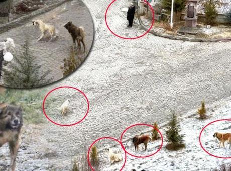 Sokak Köpekleri Öğrencilere ve Kadınlara Saldırdı: O Anlar Kamerada