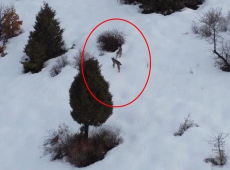 Doğa Harikası: Erzincan'da Kırmızı Listeye Giren Vaşak Ailesi Görüntülendi