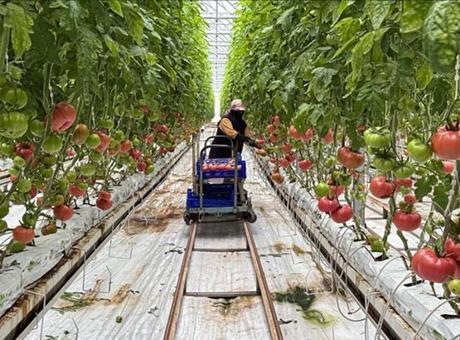 Güneş Enerjisiyle Desteklenen Modern Sera Üretimi Artırmayı Amaçlıyor
