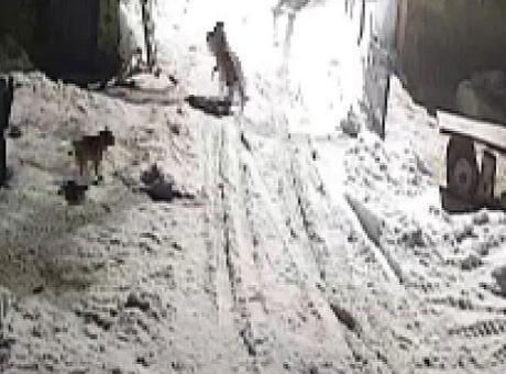 Kars'ta Kurt Saldırısı: Sokaklarda Dolaşan İki Kurt, Bir Köpeği Götürdü