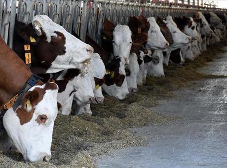 Çorum'da Hayvan Refahına Aykırı İşletmeye Para Cezası Uygulandı