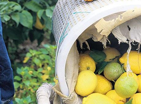 Limon Fiyatlarındaki Düşüş ve İthalat Politikaları